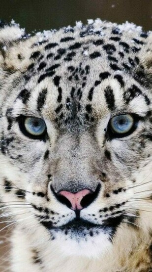 Snow Leopard Wallpaper iPhone