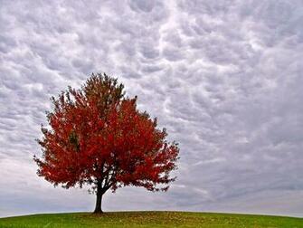 Autumn Red Leaved Tree Nature Wallpaper Featuring Trees Woodland And