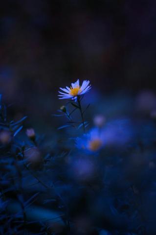 Black Flower Pictures HD Image