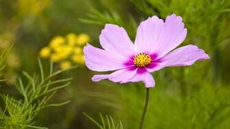 HD Wallpaper 1080p Purple Cosmos Flower