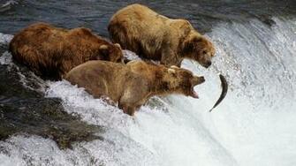 HD Grizzly Bear Wallpaper