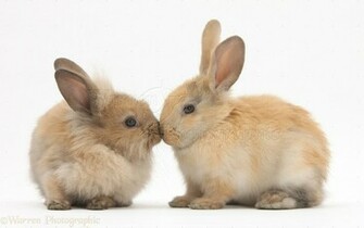 Rabbit On White Background Wallpaper In Pet Category