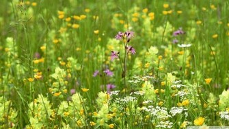 Field Of Flowers Wallpaper