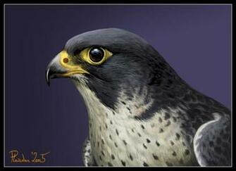 Peregrine Falcon By Emberiza