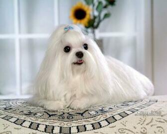 My Dogs Maltese Puppies Wallpaper White Puppy With Silky