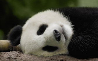Panda Wallpaper