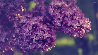 Lilac Wallpaper