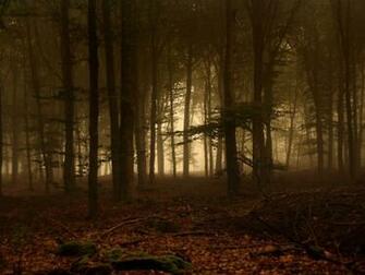 The Twilight Forest Wallpaper Desktop