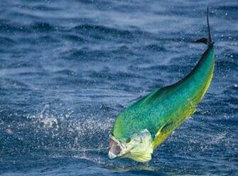 Offshore Fishing In Costa Rica Los Suenos