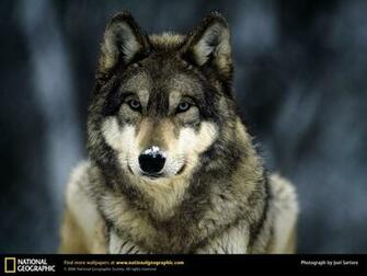 Wallpaper Animals National Geographic