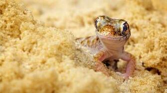 Gecko HD Wallpaper Background Image