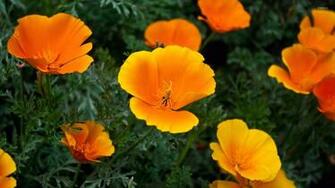 California Poppy Wallpaper Flower