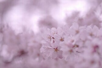 Sakura Flower Wallpaper