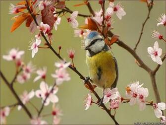 Wallpaper Spring Glory