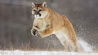 Hunting Puma X HDtv Wallpaper