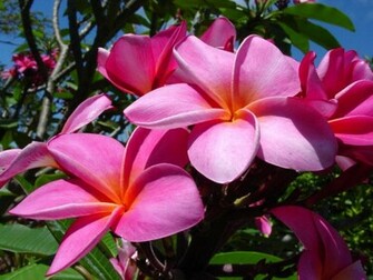 Frangipani Flowers Wallpaper