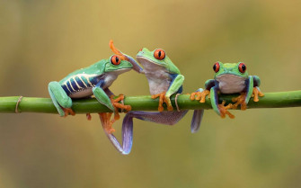 Frog Wallpaper