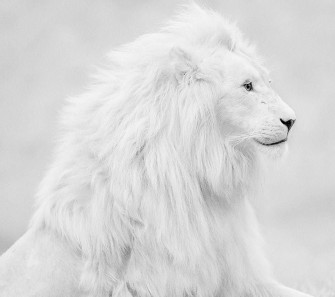 Black And White Lion Wallpaper