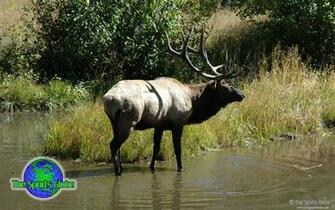 Elk Desktop Wallpaper And Background The Sports Globe