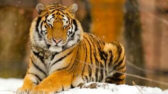 Siberian Tiger Wallpaper
