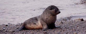 Southern Fur Seal Restingon Shoreline Wallpaper