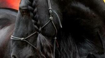 Friesian Horse HD Wallpaper Desktop Image