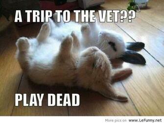 Funny Animals With Quotes Background Wallpaper