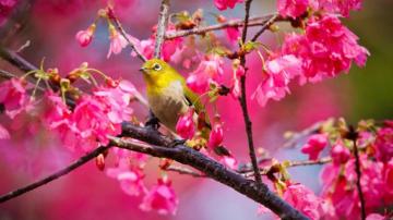 Birds And Trees Wallpaper