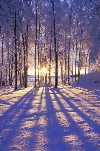 Paesaggio Neve Sole Alberi Natura Sfondi Per Cellulare