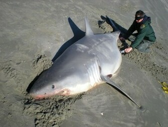 Great White Shark Image HD Wallpaper In Animals Imageci