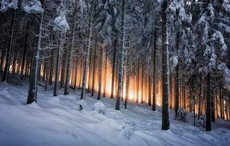 Wallpaper Black Forest Germany Winter Woods Nature