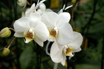 White Orchid Wallpaper