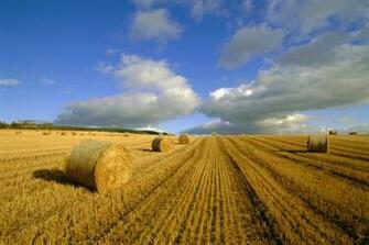 Category Nature HD Wallpaper Subcategory Fields