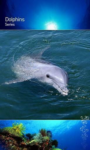 Dolphin Show 3d Live Wallpaper Is A New Animated Application In Theme