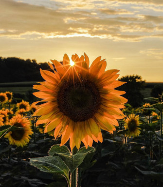 Sunflower And Roses Wallpaper