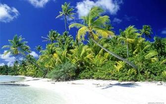 Pics Photos Beach Palm Tree Scenery Wallpaper