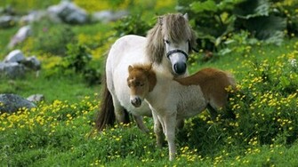 Cute Horse Cub Animals Wallpaper