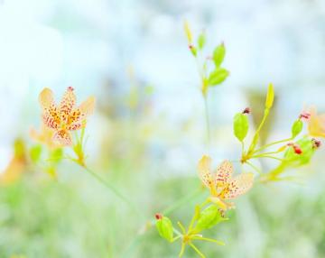 Orange And Yellow Flower In Tilt Shift Lens Photo Plant