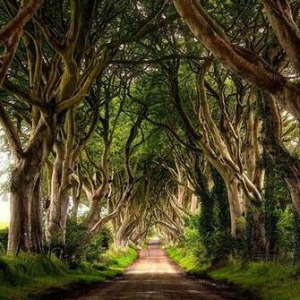 The Dark Hedges Northern Ireland Wallpaper Viaggi Nel