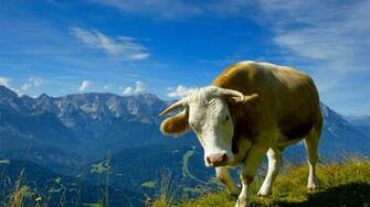 Cow Background Net