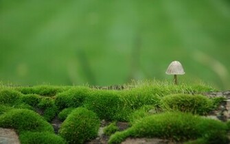 Mushroom Computer Wallpaper Desktop Background Id