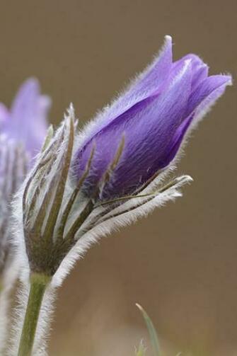 Purple Flower iPhone HD Wallpaper