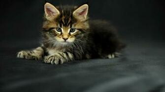 Lol Cat Wallpaper Image