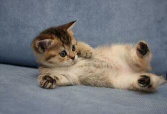 Wallpaper Kitten Cat Play Fun Desktop Animals