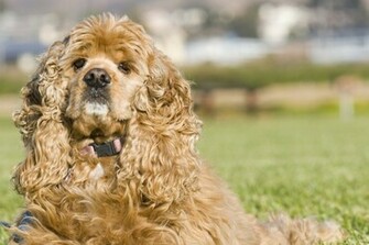 Cocker Spaniel Dog HD Wallpaper Animals