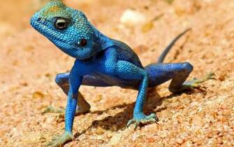 Image From Wild1080 Blue Lizard Wallpaper Html Ujr6imqpaqw