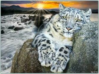 Big Cats Wallpaper High Resolution