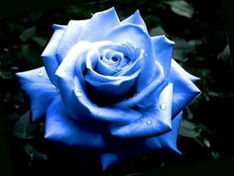 Blue Rose Flowers Beautiful Flower Wallpaper