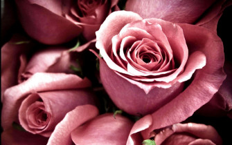 HD Rose Wallpaper
