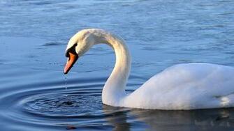 Image Swans Desktop Background Pc Android iPhone And